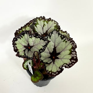 Begonia 'Dolce Vita' [#2129]