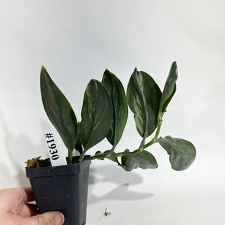 Scindapsus treubii (Dark Form) variegata [#1930]