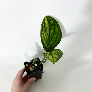 Monstera sp. 'Peru' variegata [#1557]