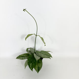 Hoya coriacea (silver) [#2123]
