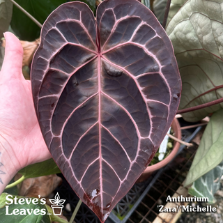 Anthurium 'Zara'/'Michelle' x indo portillae [#1786]