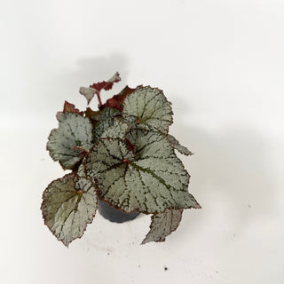 Begonia 'Desperado' [#2054]