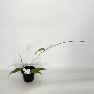 Z-4615 - Hoya finlaysonii ‘Trang’