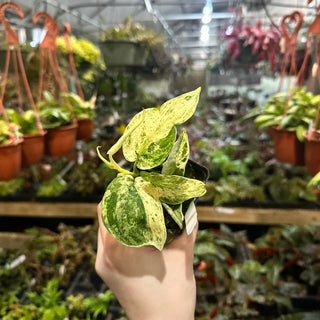 Scindapsus pictus ‘Mangurai’ variegated