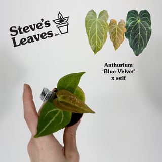 Anthurium 'Blue Velvet' x self - 2 Seedlings [#1513]