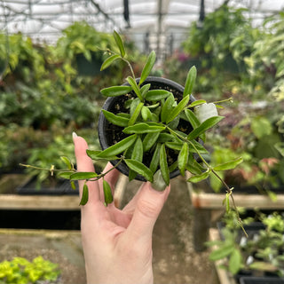 Hoya sp. EPC-319 PG 04 (Zambales)