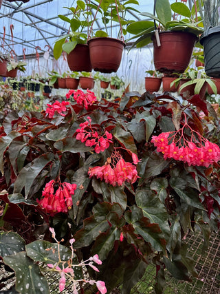 Begonia 'Ice Castles'