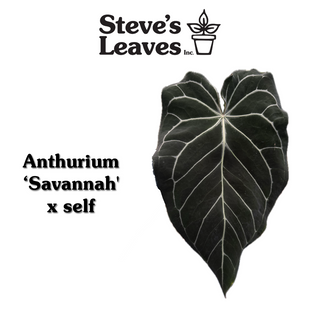 Anthurium 'Savannah' x self - 2 Seedlings [#1982]
