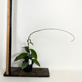 Hoya persiciana [#2118]