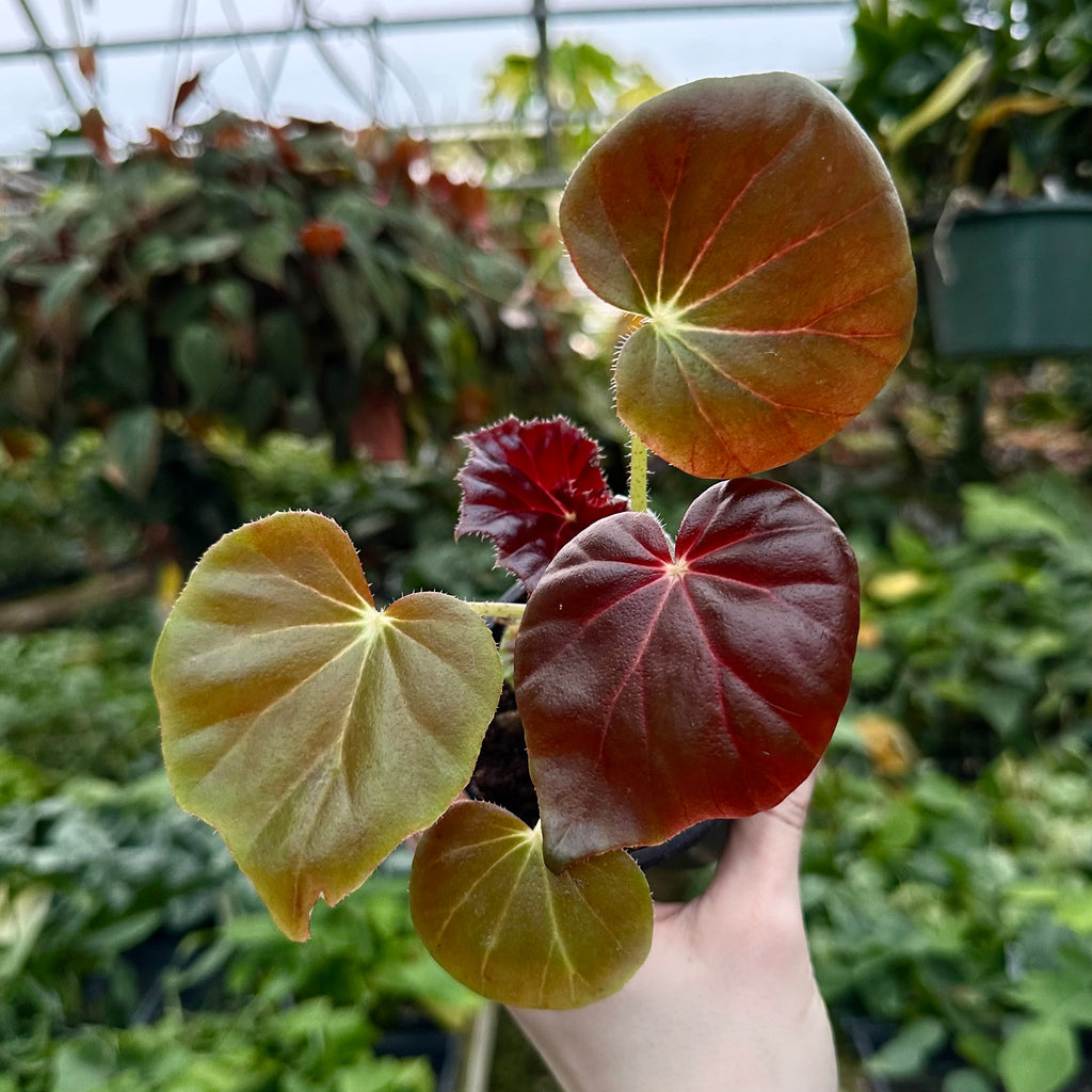 Begonia Red Fred | Exotic Begonia Variety | Steve's Leaves