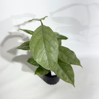 Hoya coriacea (silver) [#1913]