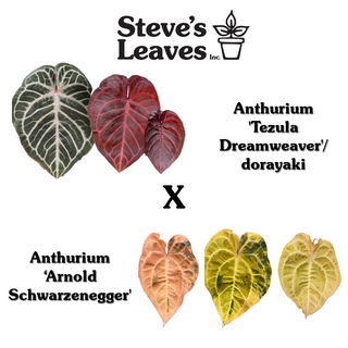 Anthurium 'Tezula Dreamweaver'/dorayaki x 'Arnold Schwarzenegger' - Seedling [#1477]