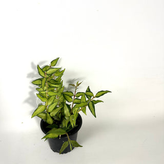 Hoya bella 'Luis Bois' [#2177]