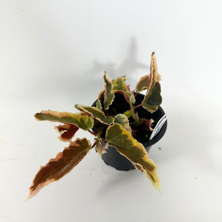 Begonia 'Dainty Spray' (Sport) [#2490]