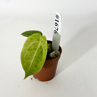 Anthurium Arnold Schwarzenegger' x 'Purple Yurple' [#1676]