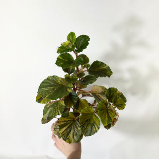 Begonia cucullata (variegated) [#1472]