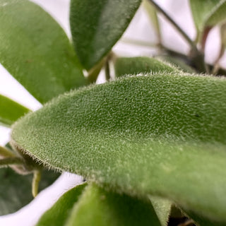 Hoya parviflora [#2334]