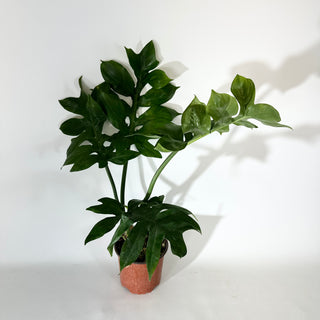 Philodendron distantilobum (Non-TC) - 5.5" Pot [#2036]