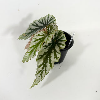 Begonia 'Silver Beauty' [#2095]