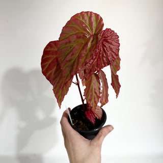 Begonia "Crazy Pink" [#1821]