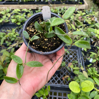 Hoya lyi