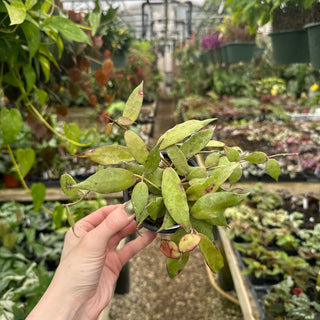 Hoya pusilla Malaysia