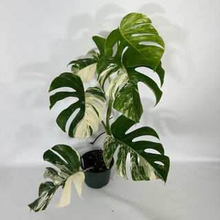 Z-4693 - Monstera deliciosa var. borsigiana albo-variegata