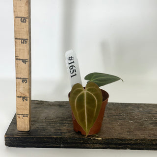 Anthurium carlablackiae x 'Arnold Schwarzenegger' - Seedling [#1651]