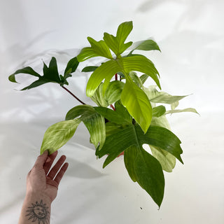 Philodendron 'Florida Ghost' (Non-TC) [#1959]