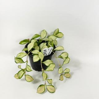 Hoya heuschkeliana variegata [#1671]