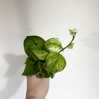 Z-4909 - Scindapsus treubii 'Moonlight Mint'