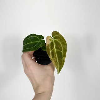 Anthurium 'Arnold Schwarzenegger' x self [#2087]