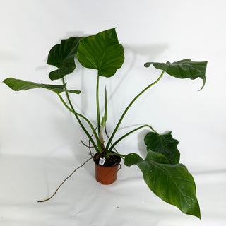 Z-4428 - Philodendron giganteum (Non-TC)