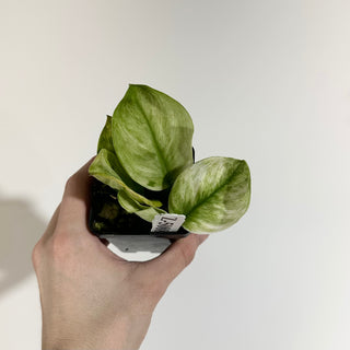 Z-5088 - Scindapsus treubii 'Moonlight Mint'