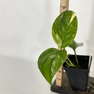 Z-4689 - Monstera lechleriana variegated