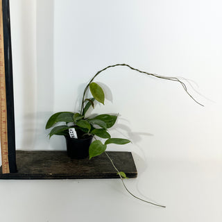 Hoya persiciana [#2186]