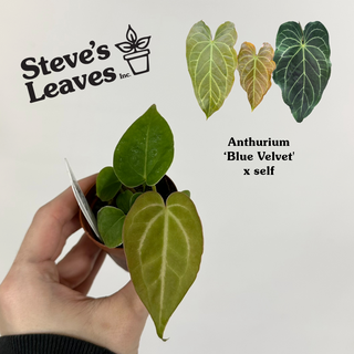 Anthurium 'Blue Velvet' x self - 2 Seedlings [#1473]