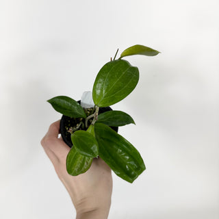 Hoya persiciana [#2210]