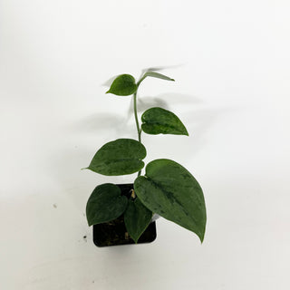 Z-5324 - Scindapsus pictus 'Green Army'