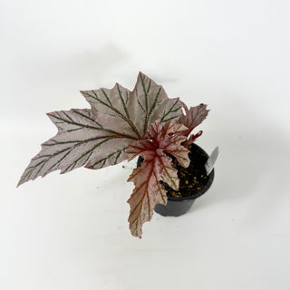 Begonia 'Lamoon' [#1815]