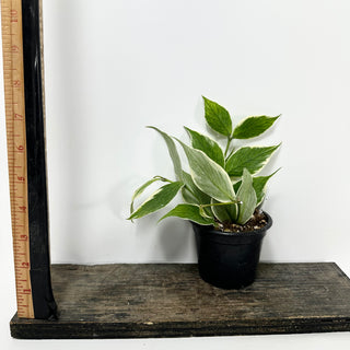 Hoya polyneura (outer variegated) [#1617]