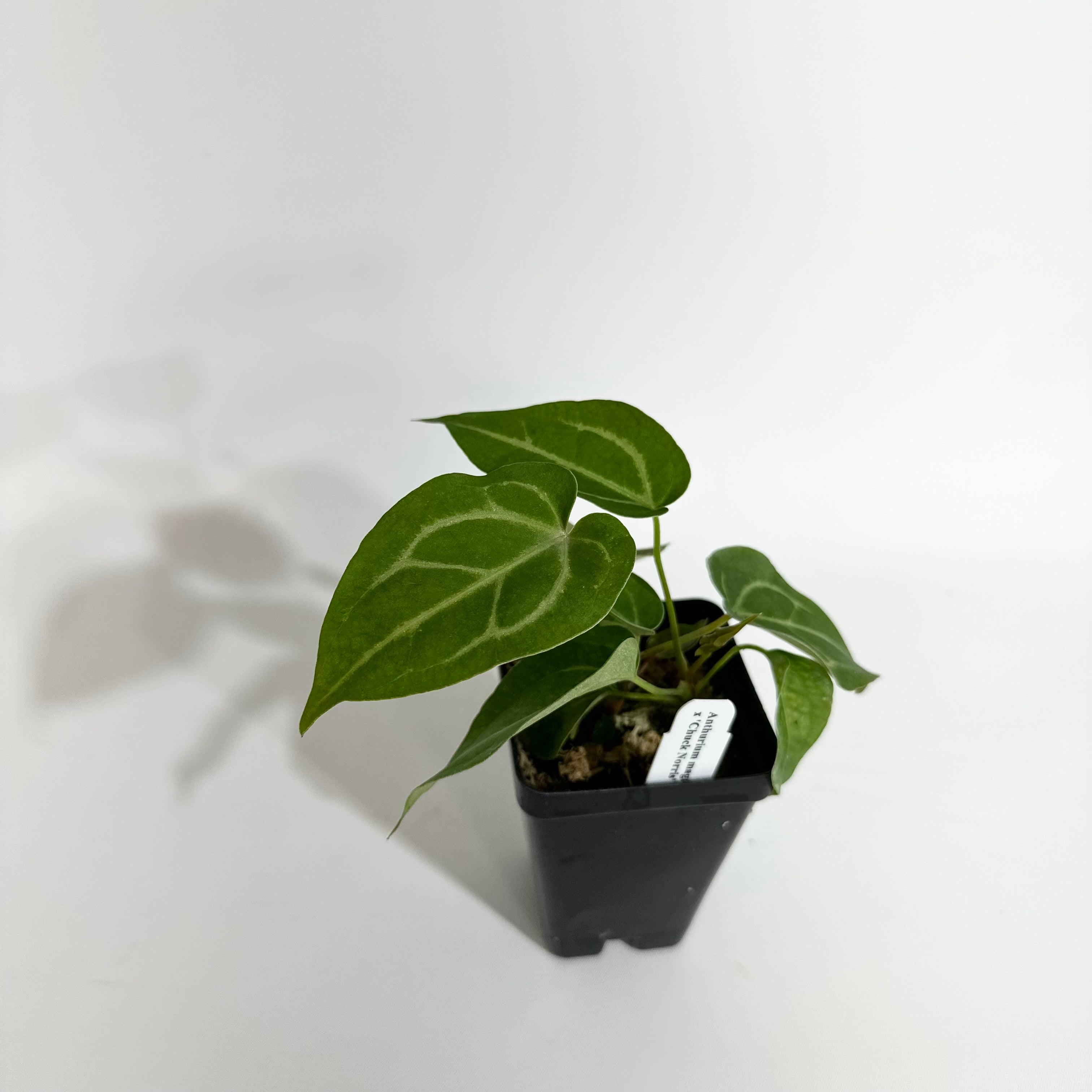 anthurium mag Anthurium magnificum/‘Silver Blush' x 'Chuck Norris'