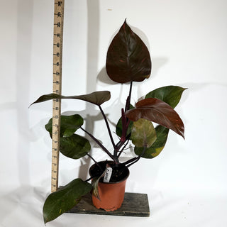 Z-4890 - Philodendron 'Orange Princess' (Non-TC)