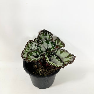 Begonia 'Dolce Vita' [#1941]