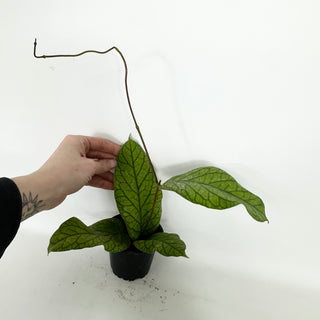 Hoya meredithii [#2295]