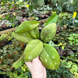 Hoya patcharawalai 077