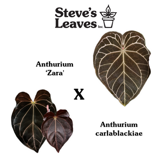 Anthurium 'Zara' x carlablackiae - 2 Seedlings [#1896]