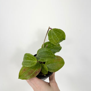 Hoya latifolia (Sarawak Cream) [#1744]