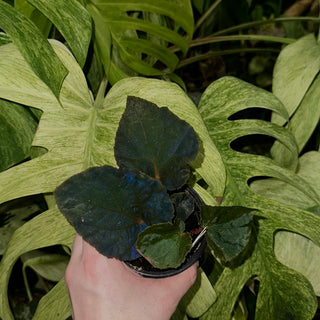 Begonia 'Steve's Leaves Bloodmoon' [#1928]