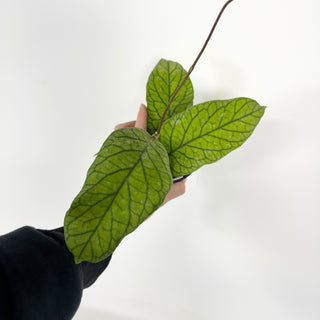 Hoya meredithii [#2295]